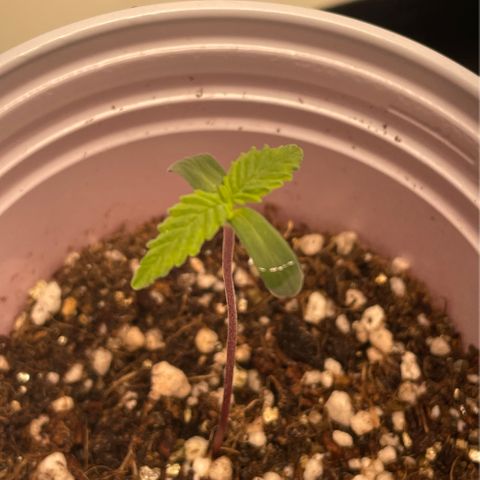 Tangie 1# growlog timeline photo