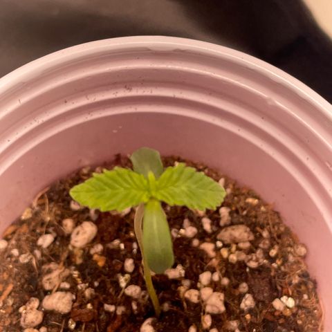 Tangie 2# growlog timeline photo