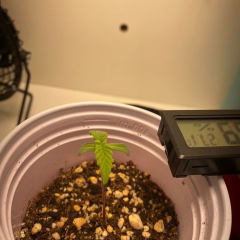 Tangie 1# growlog timeline photo