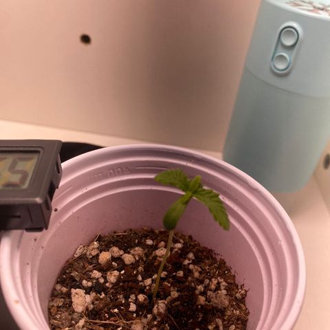 Tangie 2# growlog timeline photo