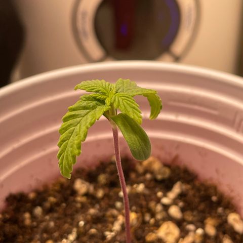 Tangie 1# growlog timeline photo