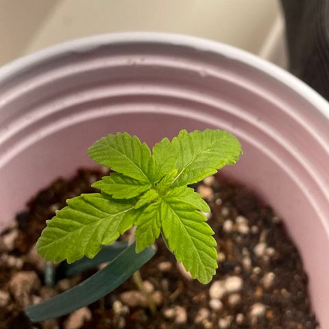Tangie 2# growlog timeline photo