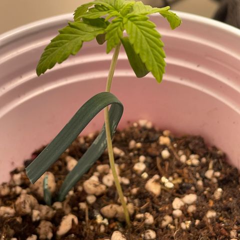 Tangie 2# growlog timeline photo