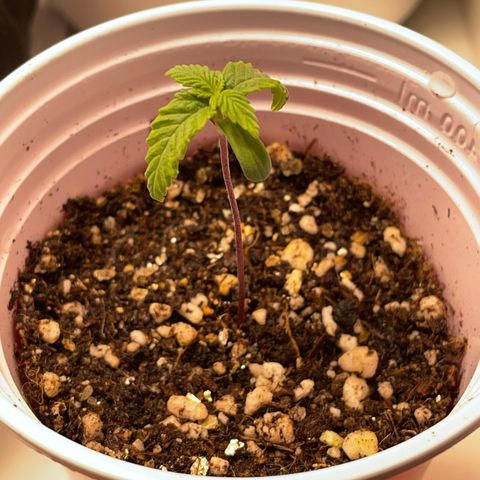 Tangie 1# growlog timeline photo