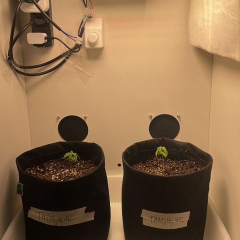 Tangie 2# growlog timeline photo