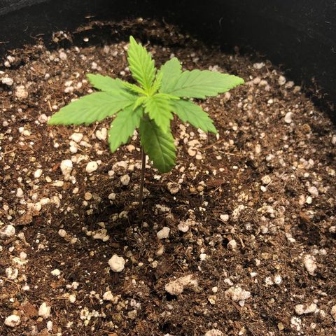 Tangie 1# growlog timeline photo
