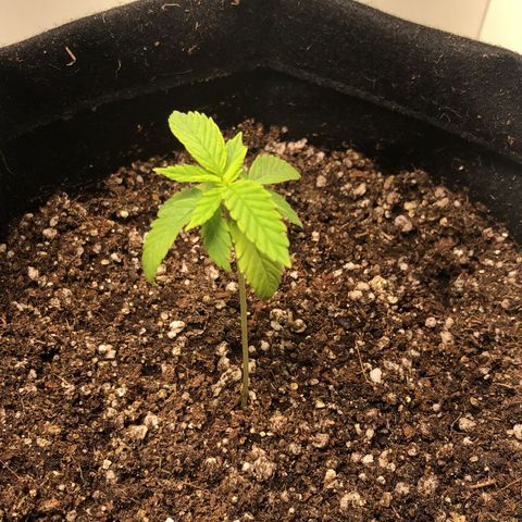 Tangie 2# growlog timeline photo