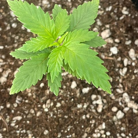 Tangie 1# growlog timeline photo