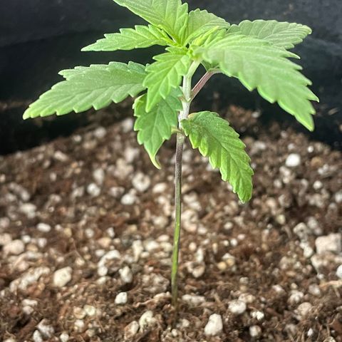 Tangie 1# growlog timeline photo