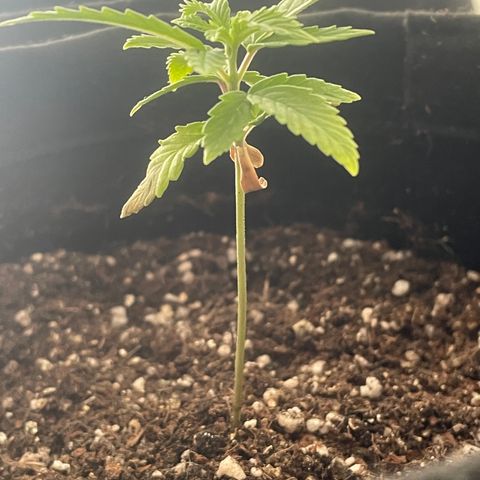 Tangie 2# growlog timeline photo