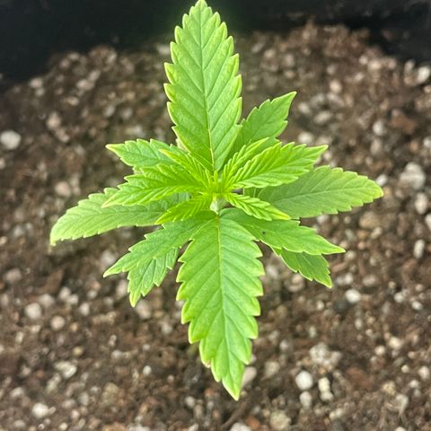Tangie 2# growlog timeline photo