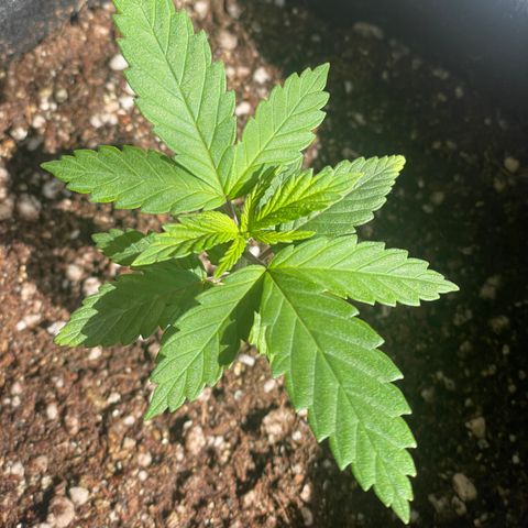 Tangie 1# growlog timeline photo