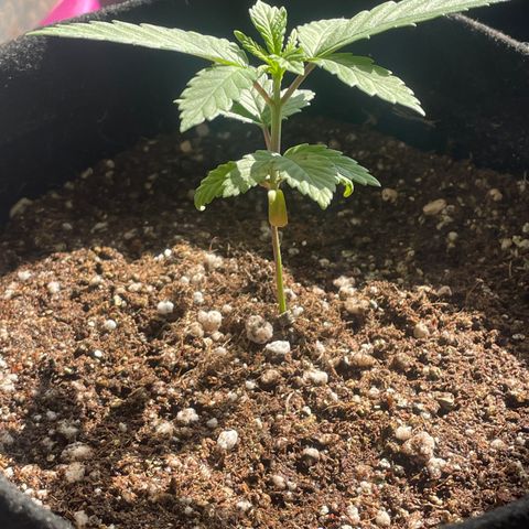 Tangie 1# growlog timeline photo