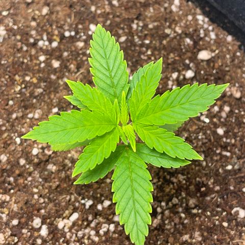 Tangie 2# growlog timeline photo