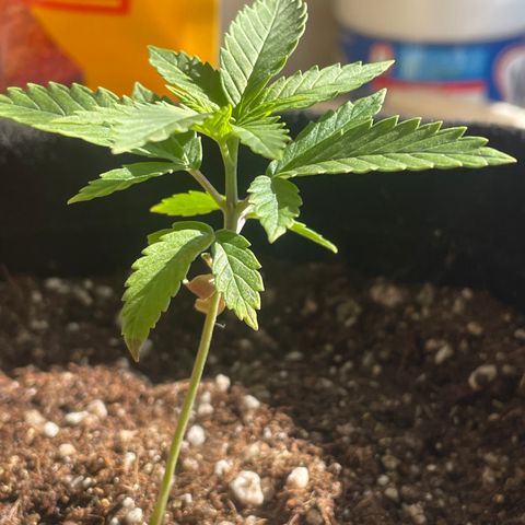 Tangie 2# growlog timeline photo