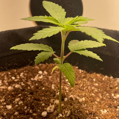 Tangie 1# growlog timeline photo