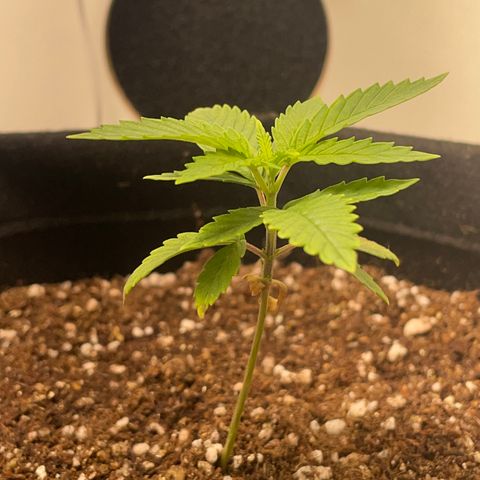 Tangie 2# growlog timeline photo