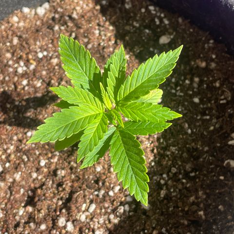 Tangie 2# growlog timeline photo