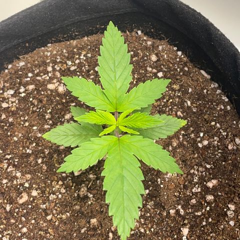 Tangie 1# growlog timeline photo