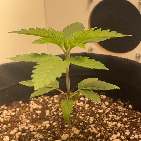 Tangie 1# growlog timeline photo