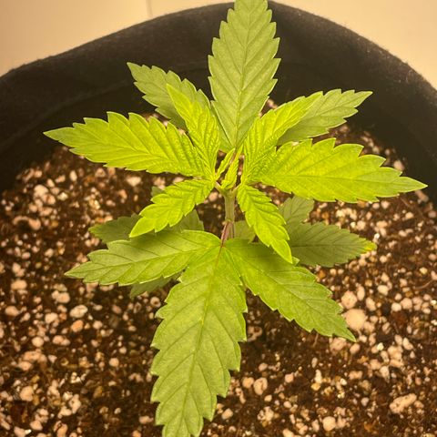 Tangie 1# growlog timeline photo