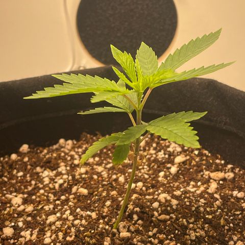 Tangie 2# growlog timeline photo