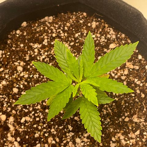 Tangie 2# growlog timeline photo