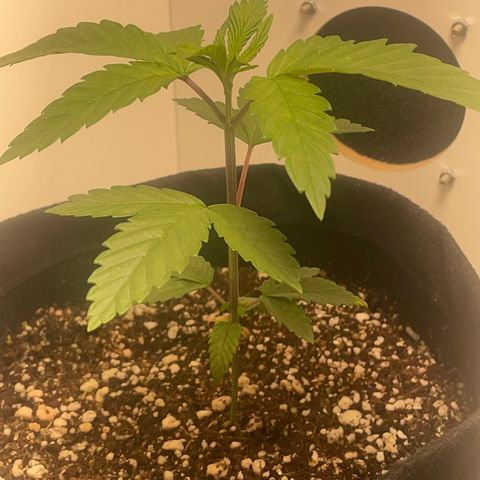 Tangie 1# growlog timeline photo