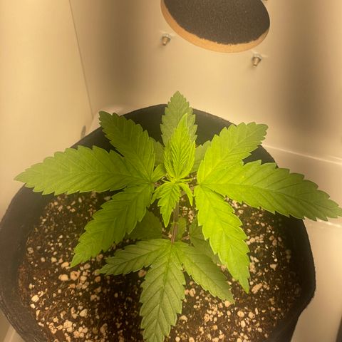 Tangie 1# growlog timeline photo
