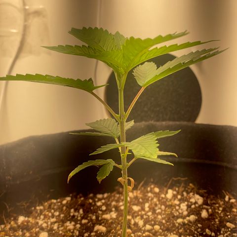 Tangie 2# growlog timeline photo