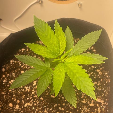 Tangie 2# growlog timeline photo