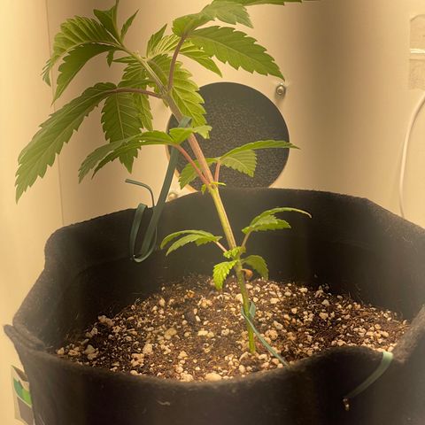 Tangie 1# growlog timeline photo