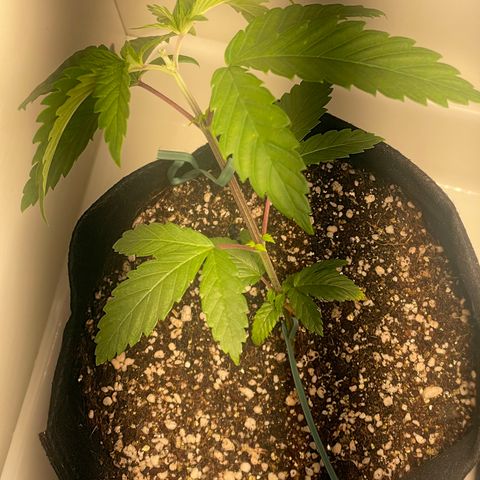 Tangie 1# growlog timeline photo