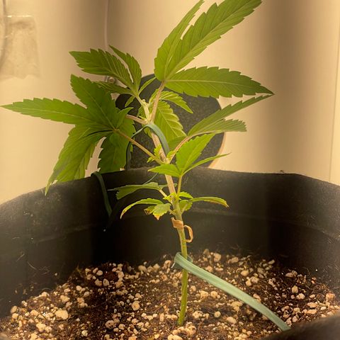 Tangie 2# growlog timeline photo