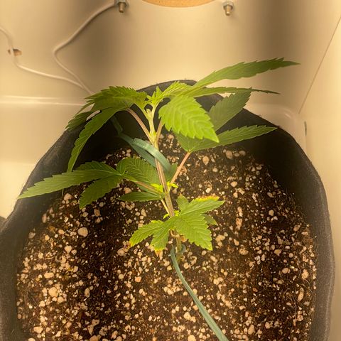 Tangie 2# growlog timeline photo