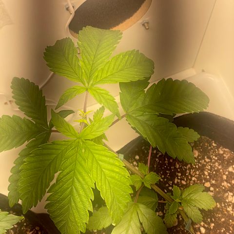 Tangie 1# growlog timeline photo