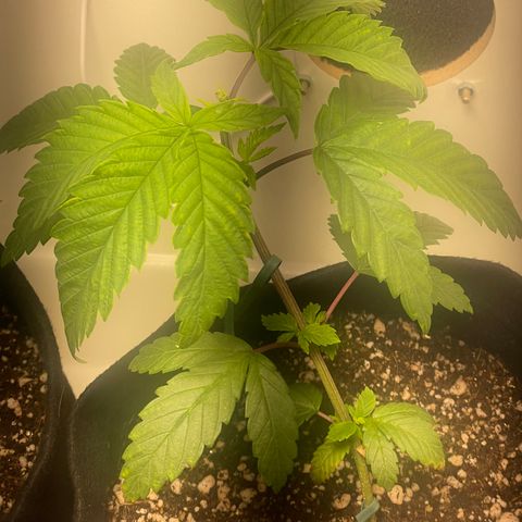 Tangie 1# growlog timeline photo