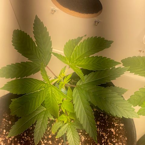 Tangie 2# growlog timeline photo