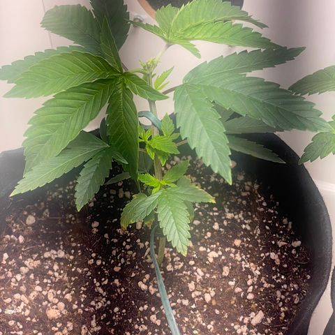 Tangie 2# growlog timeline photo