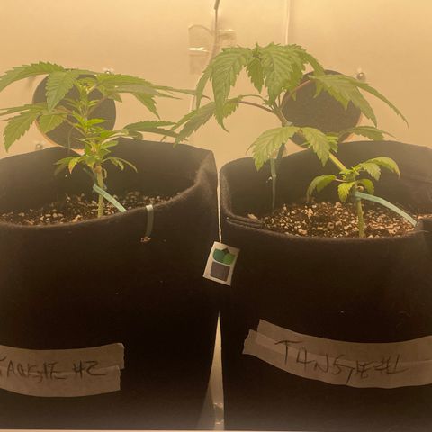 Tangie 1# growlog timeline photo