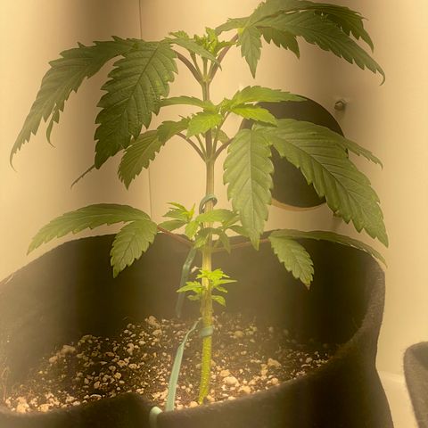 Tangie 1# growlog timeline photo