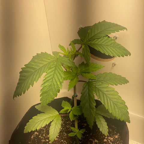 Tangie 1# growlog timeline photo