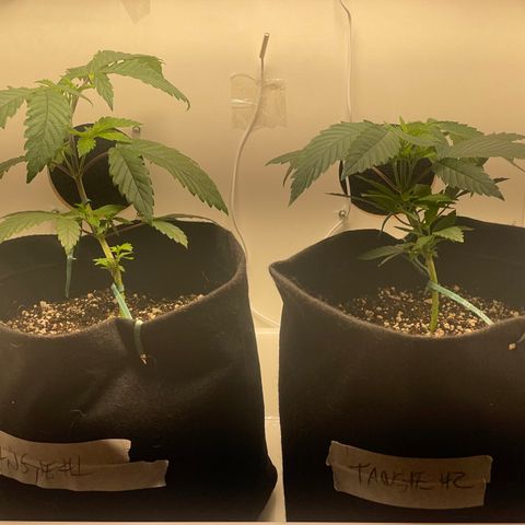 Tangie 2# growlog timeline photo