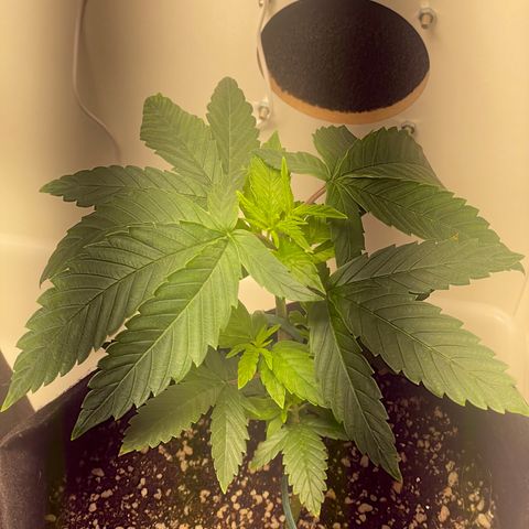 Tangie 2# growlog timeline photo