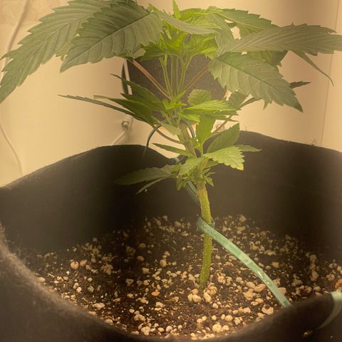 Tangie 2# growlog timeline photo