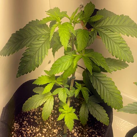 Tangie 1# growlog timeline photo