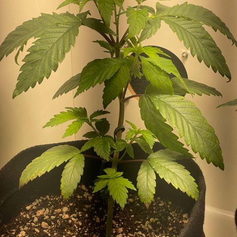 Tangie 1# growlog timeline photo