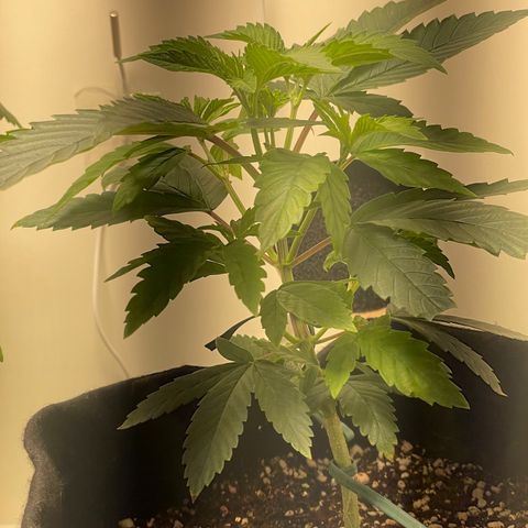 Tangie 2# growlog timeline photo