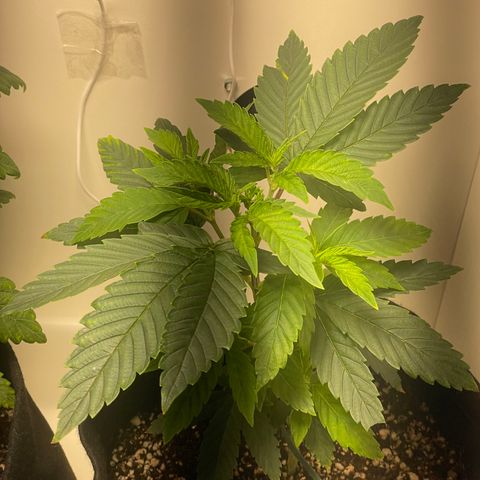 Tangie 2# growlog timeline photo