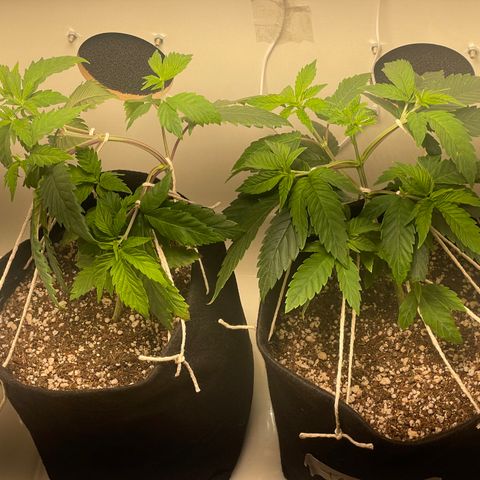 Tangie 2# growlog timeline photo